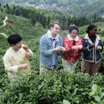 A diverse group of international visitors and local guides standing in a lush green tea plantation in rural China, examining freshly picked tea leaves.