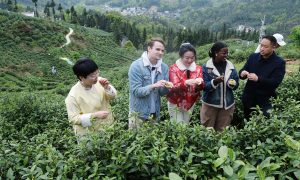 A diverse group of international visitors and local guides standing in a lush green tea plantation in rural China, examining freshly picked tea leaves.