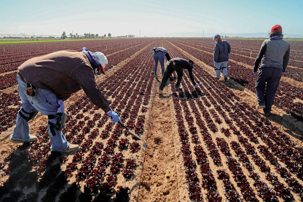 Agricultural laborers working in a large field of red leaf lettuce under a bright sun.