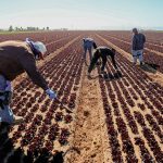Agricultural laborers working in a large field of red leaf lettuce under a bright sun.