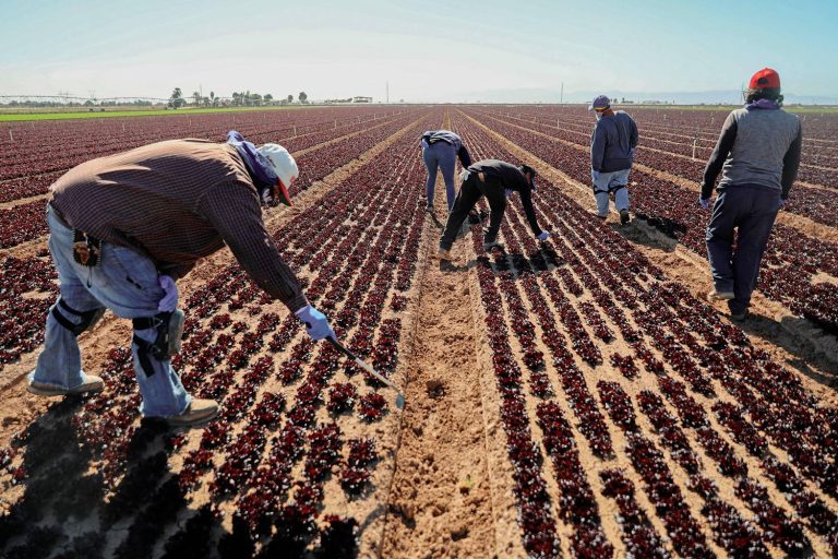 Agricultural laborers working in a large field of red leaf lettuce under a bright sun.