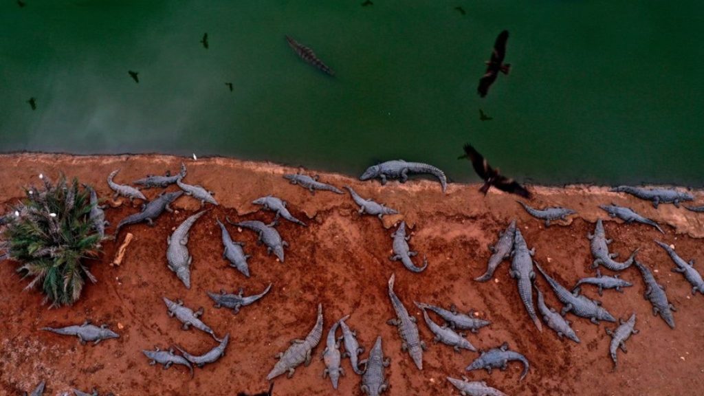 Aerial view of numerous crocodiles gathered on a muddy bank next to a green body of water with birds flying overhead.
