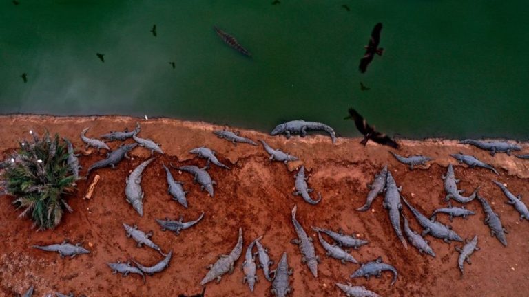 Aerial view of numerous crocodiles gathered on a muddy bank next to a green body of water with birds flying overhead.