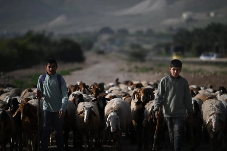 Two young boys walking with a herd of sheep down a rural road.