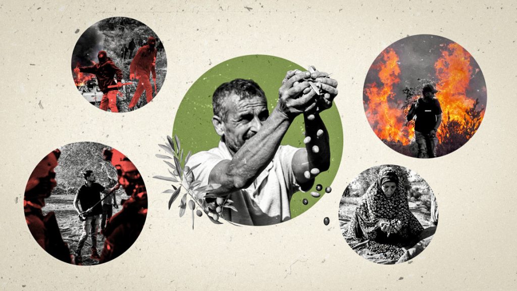 Photo collage showing a Palestinian farmer holding olives, flanked by scenes of olive grove fires and unrest.